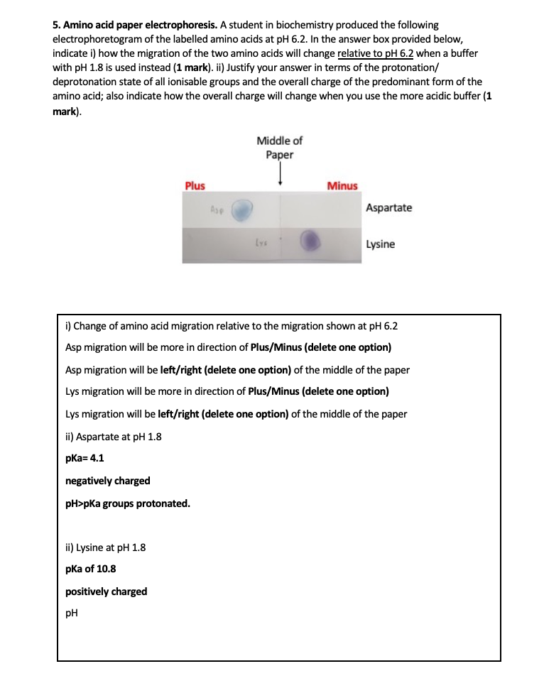 Solved 5. Amino acid paper electrophoresis. A student in