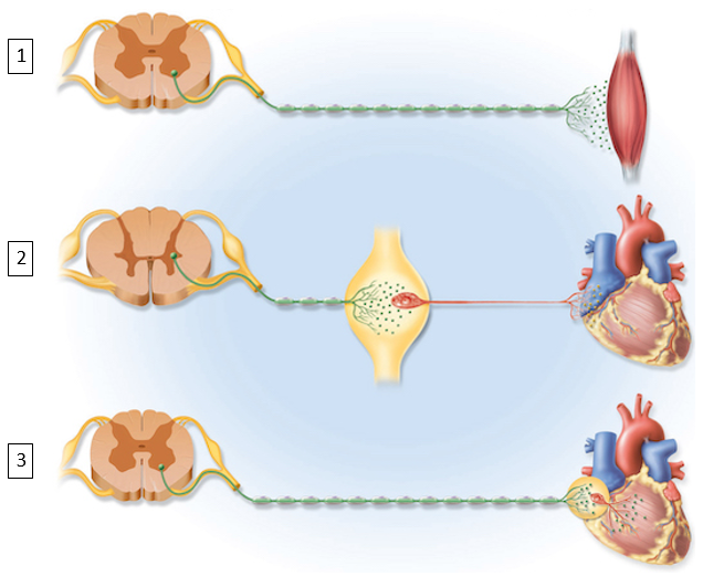 Solved answer choices:parasympathetic division of ANS | Chegg.com