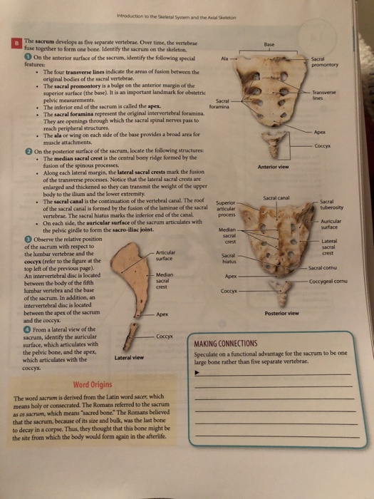 Solved: Classifying Bones According To Location Bones Can | Chegg.com