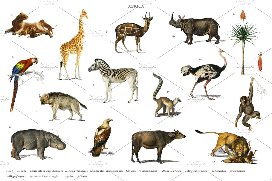 Complete Animal Tree ASSIGNMENT: Build a Tree Now with all your expertise | Chegg.com