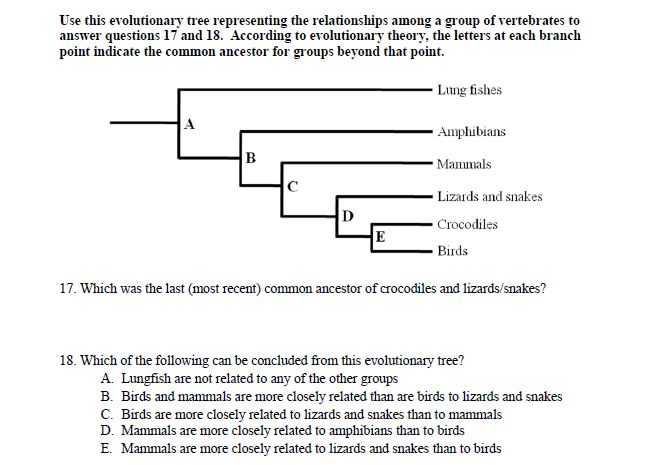 Solved Use this evolutionary tree representing the | Chegg.com