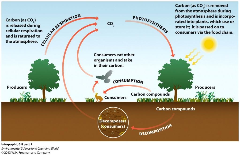 ecosystem cycle