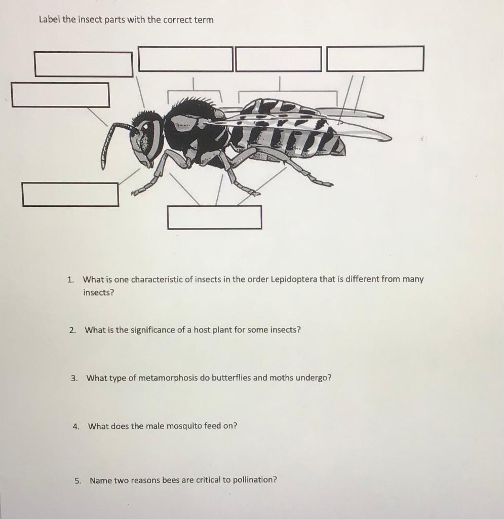 Label The Insect Parts With The Correct Term 1 What Chegg Com