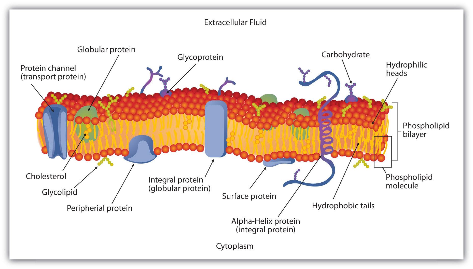 Cell Organelles Flashcards  Chegg.com Pertaining To Cell Membrane Coloring Worksheet Answers