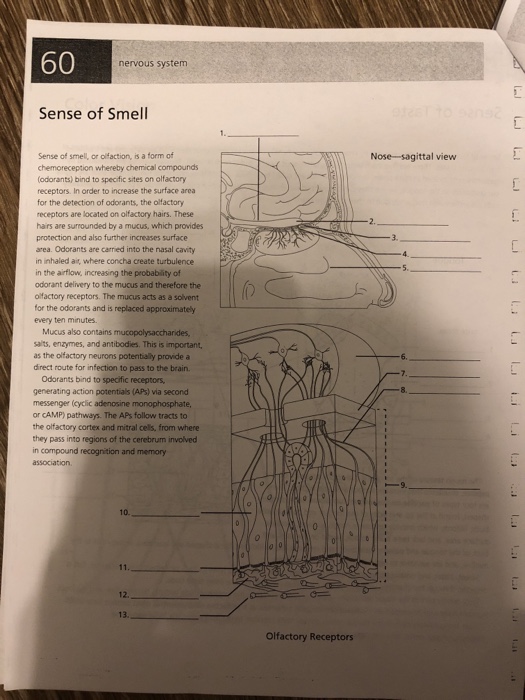 Solved: Instructions- Attached Are Some Anatomy And Physio... | Chegg.com