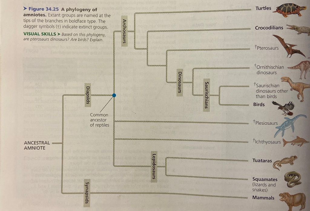 Solved Given the figure below, what extant animal group | Chegg.com