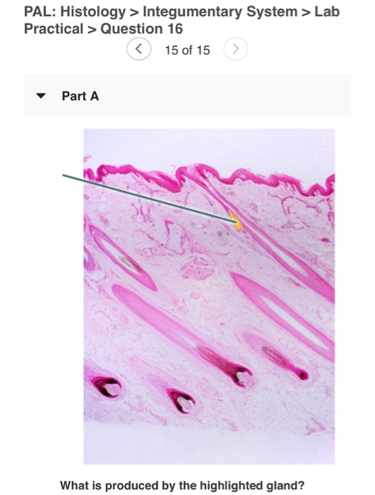 Solved Pal Histologyintegumentary System Lab Practical 9769