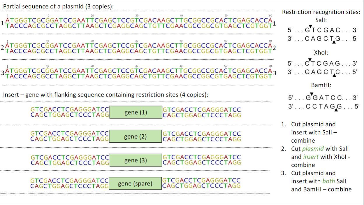 For the Paper and scissor cloning activity that you