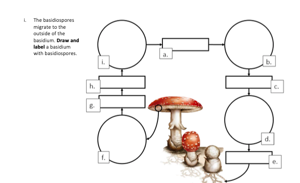 Solved i. The basidiospores migrate to the outside of the | Chegg.com