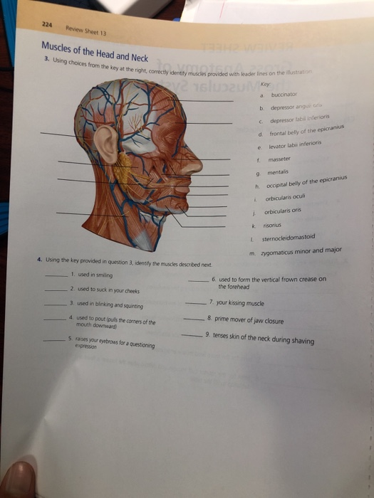 Gross Anatomy Of The Muscular System Review Sheet Anatomical Charts Images