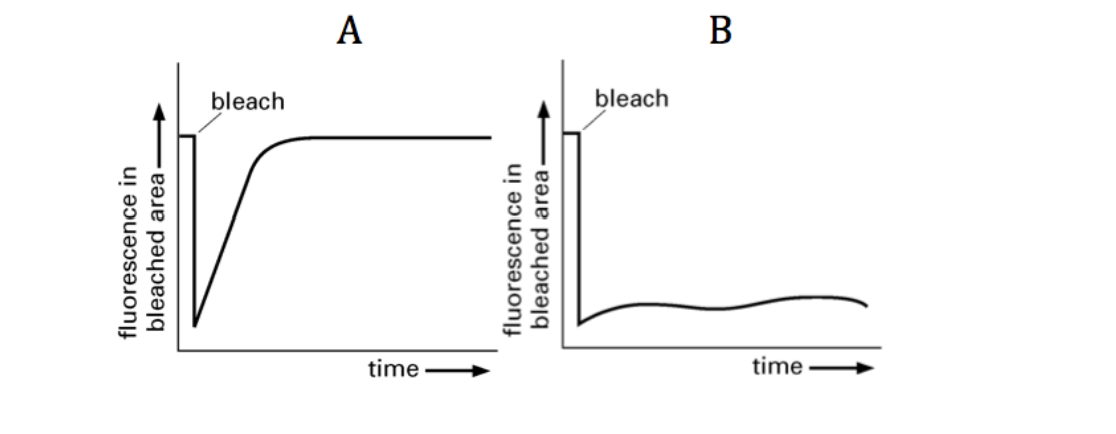 Solved A second FRAP experiment was performed to monitor | Chegg.com