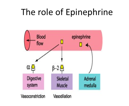 The role of Epinephrine epinephrine Blood flow ag B-29 Digestive Skeletal system Muscle Vasoconstriction Vasodilation Adrenal