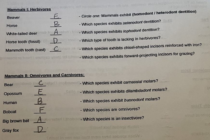 Solved Mammals I: Herbivores \begintabularc \hline | Chegg.com