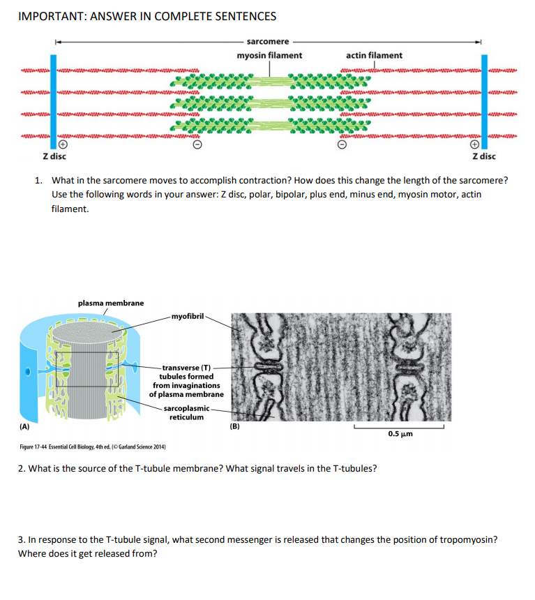 Solved Important Answer In Complete Sentences Sarcomere Chegg Com