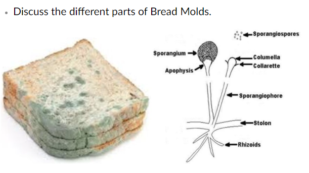 Solved Discuss the different parts of Bread Molds.