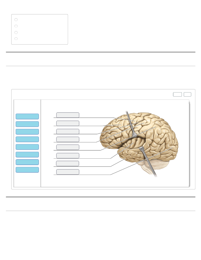 Solved Reset Help Nucleus Synaptic terminals Group 1 Group 1 | Chegg.com