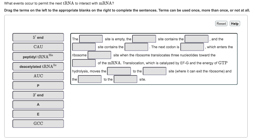 Solved Consider translation of the following mRNA sequence: | Chegg.com