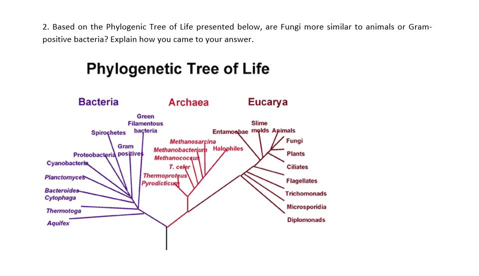 Solved 2. Based on the Phylogenic Tree of Life presented | Chegg.com