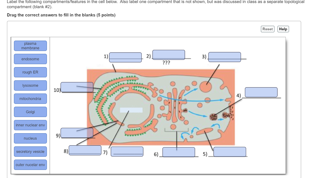 Solved Label the following compartments/features in the cell | Chegg.com