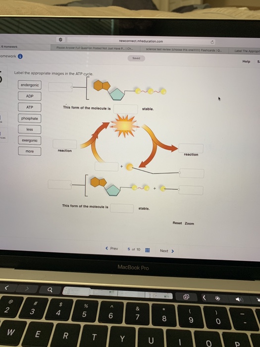 Solved omework Help S Label the appropriate images in the | Chegg.com