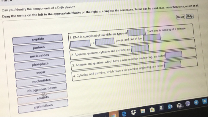 Solved Can you identify the components of a DNA strand? Drag | Chegg.com