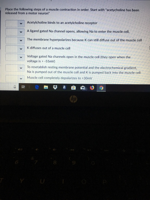 Solved Place the following steps of a muscle contraction in | Chegg.com