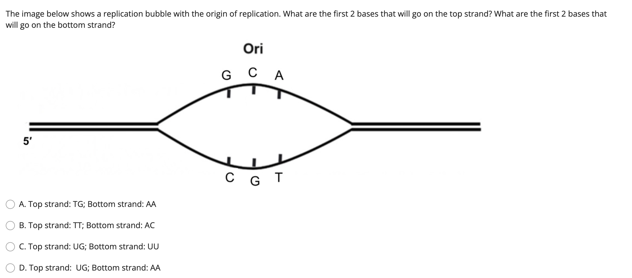 The image below shows a replication bubble with the origin of replication. What are the first 2 bases that will go on the top