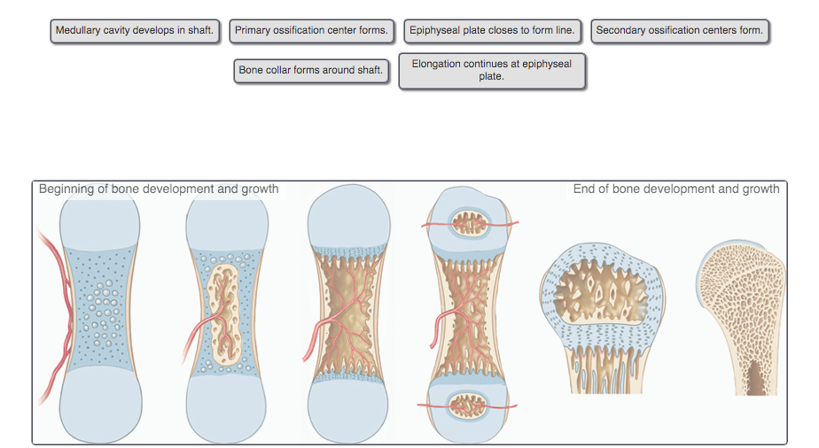 Solved Place the events in the proper sequence in which they