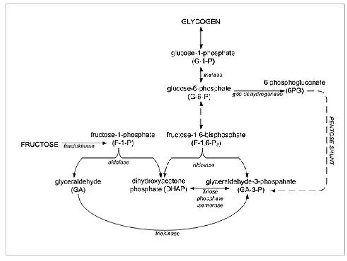 Solved ATP COUNTING Calculate the net ATP yield in the