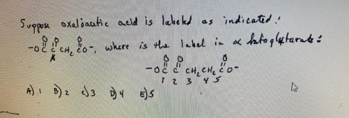 Suppose oxaloautic acid is labeled as indicated! oh, or where is the latel in & ketoglutarat: -oc C CH₂ CH₂ co- cu A). D)2 3