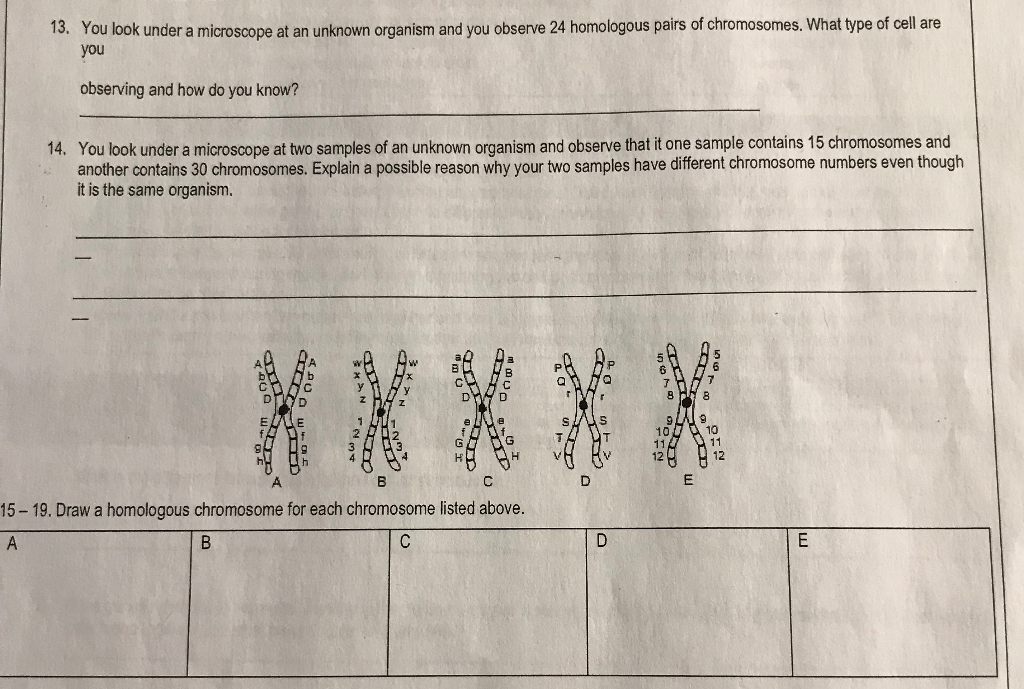 Solved 13. You look under a microscope at an unknown | Chegg.com
