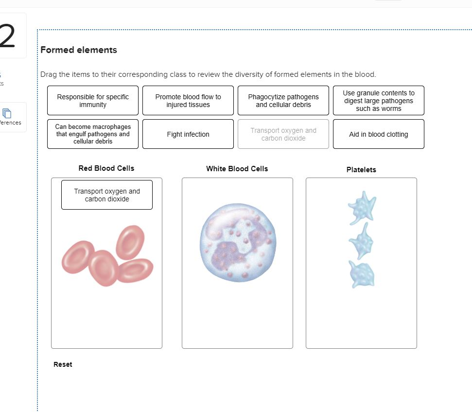 Solved Formed elements Drag the items to their corresponding