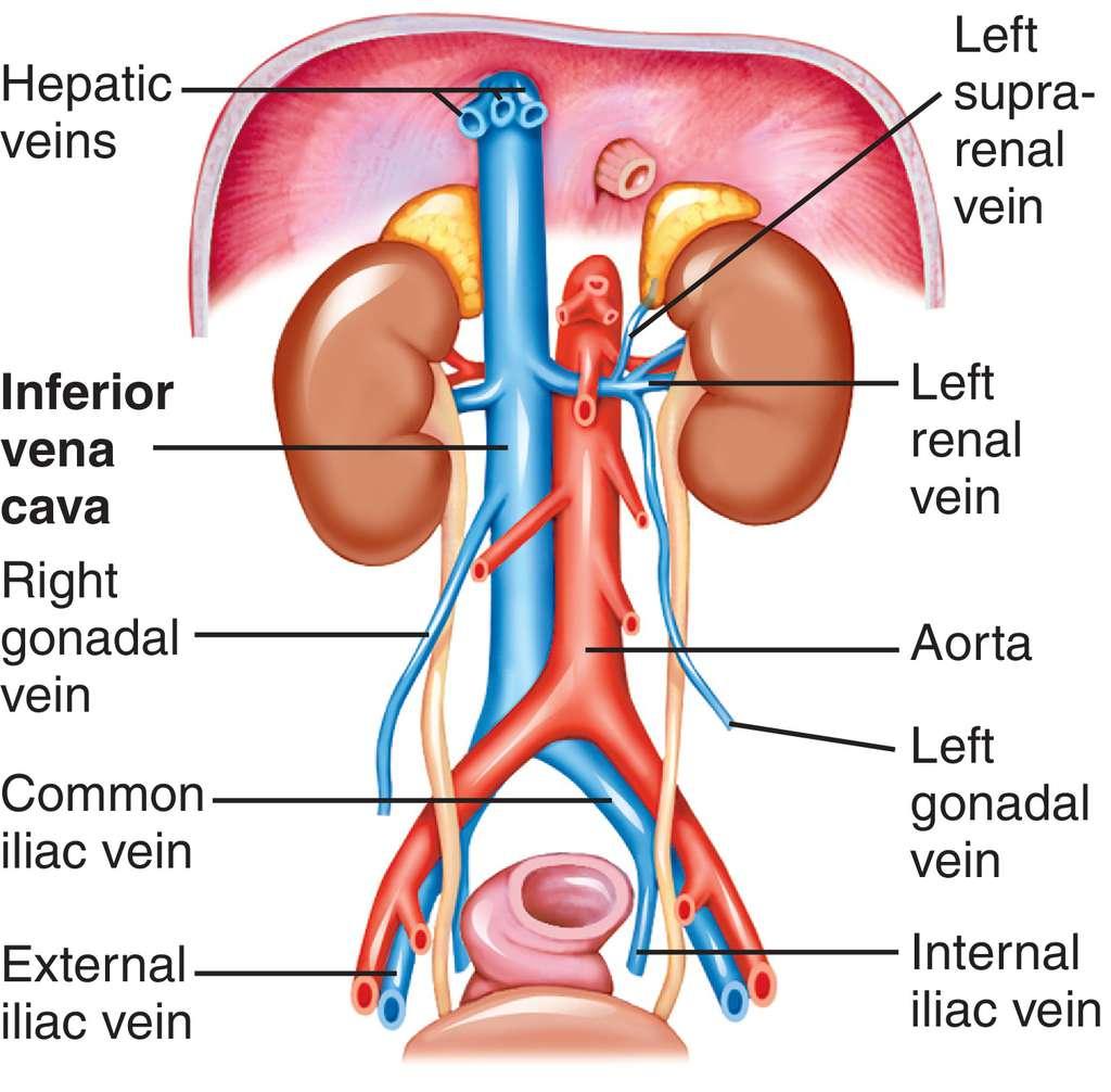gonadal vein anatomy
