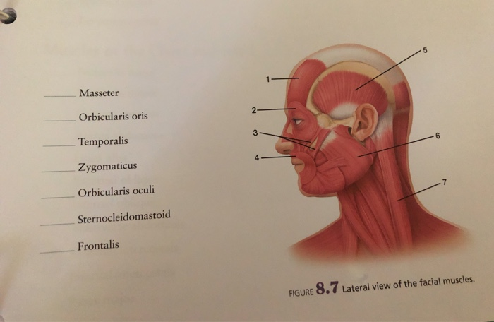 Solved Masseter Orbicularis oris Temporalis Zygomaticus Chegg