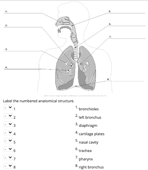 Solved Label the numbered anatomical structure. 1 1. | Chegg.com