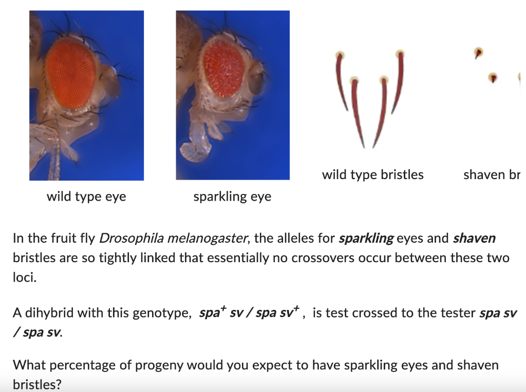 Solved In the fruit fly Drosophila melanogaster, the alleles | Chegg.com