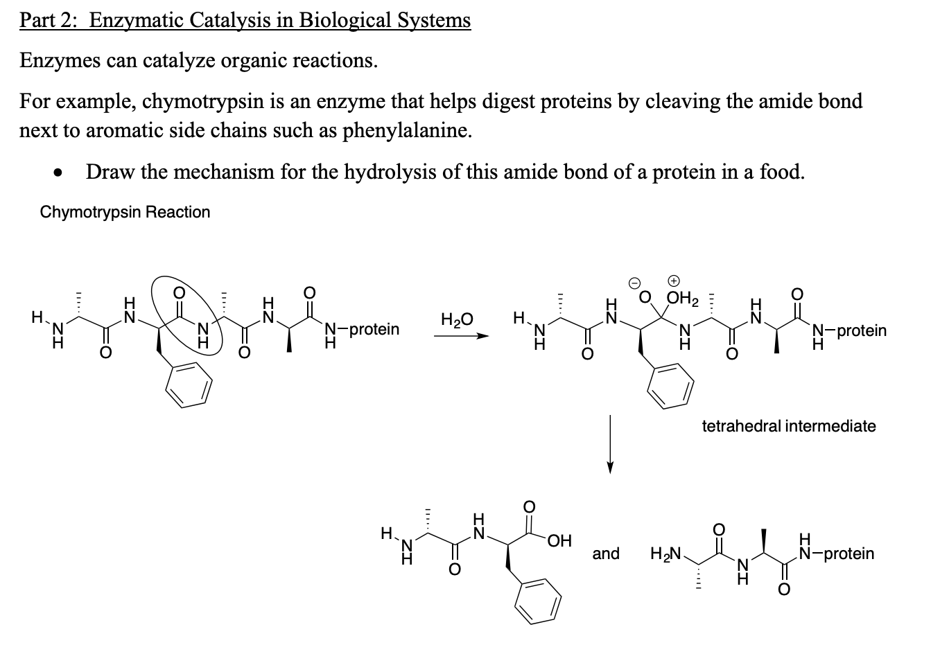 Solved Part 2 Enzymatic Catalysis in Biological Systems