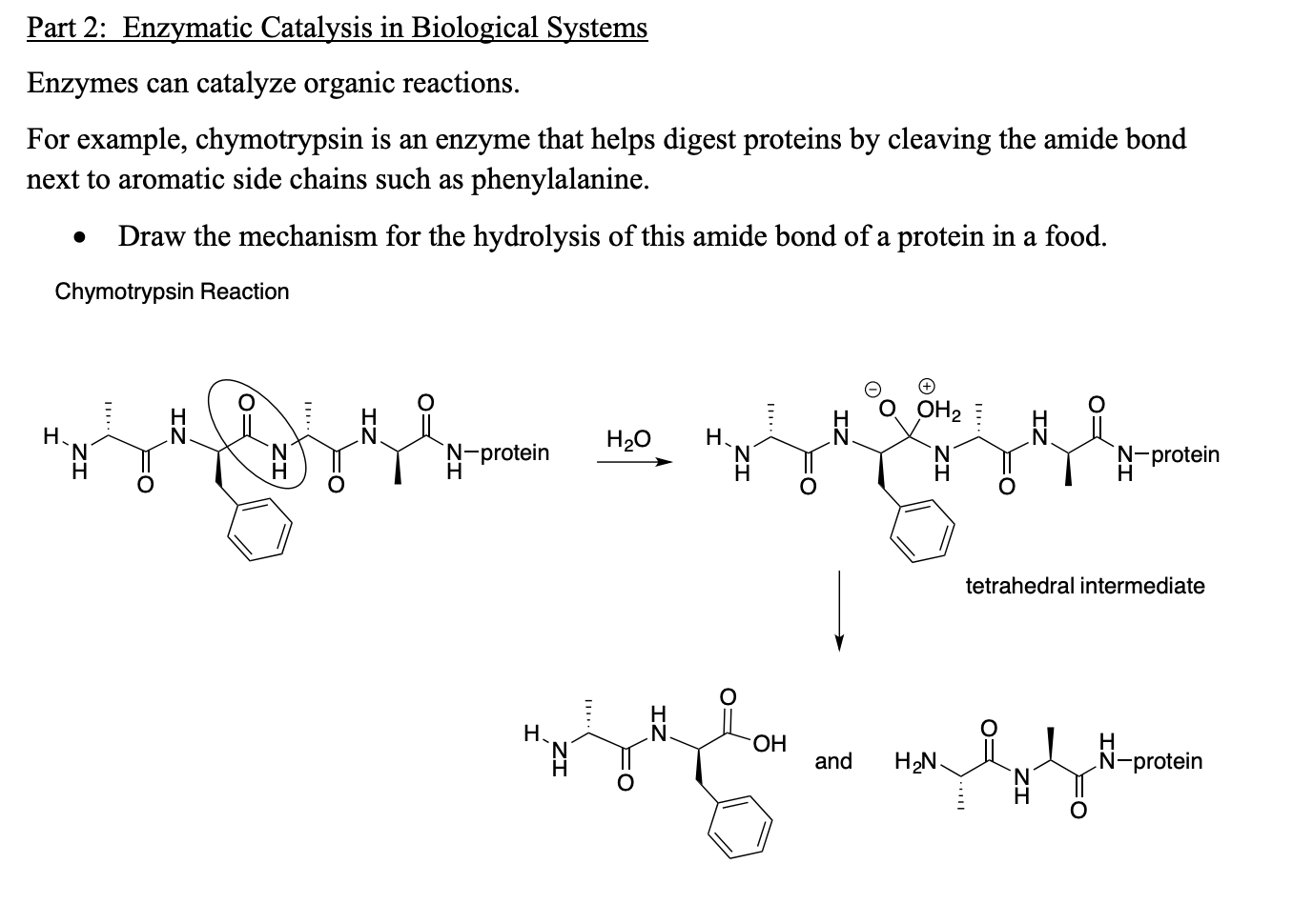 Solved Part 2 Enzymatic Catalysis In Biological Systems 2658