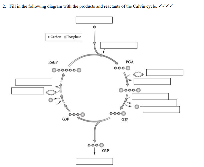 solved-fill-in-the-following-diagram-with-the-products-and-chegg