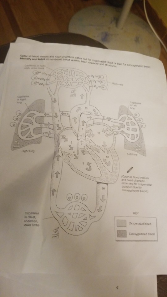 mention the chambers of the heart that contain deoxygenated blood