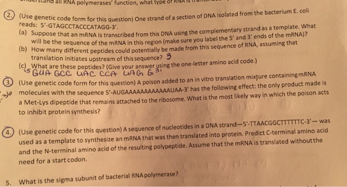 Solved (Use genetic code form for this question, One strand | Chegg.com