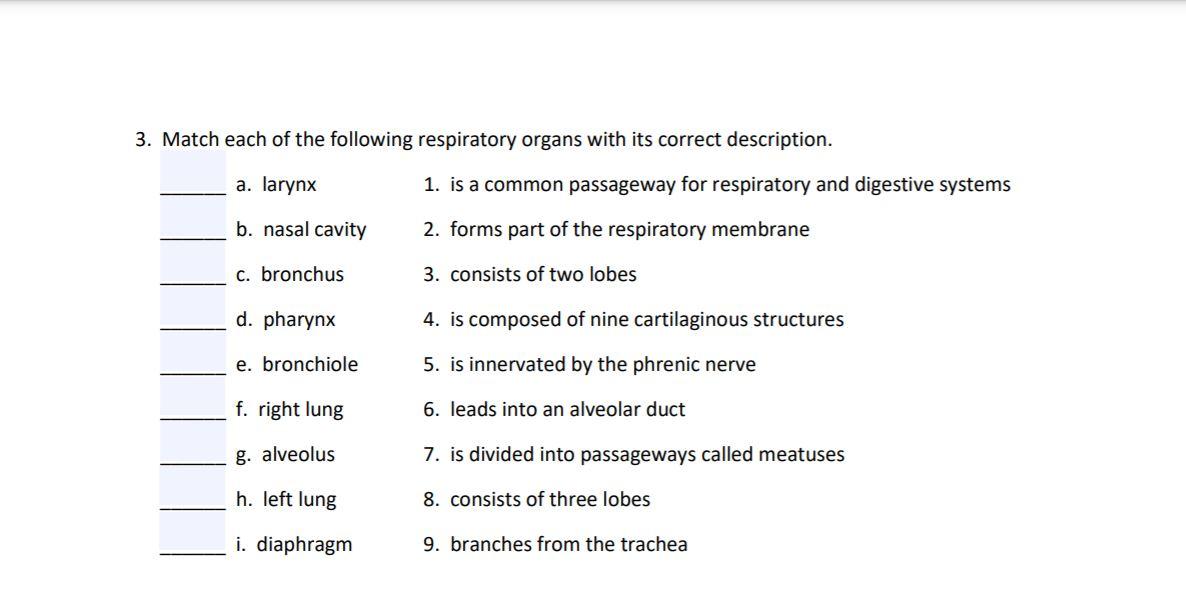 unit 25 anatomy respiratory system worksheet 1