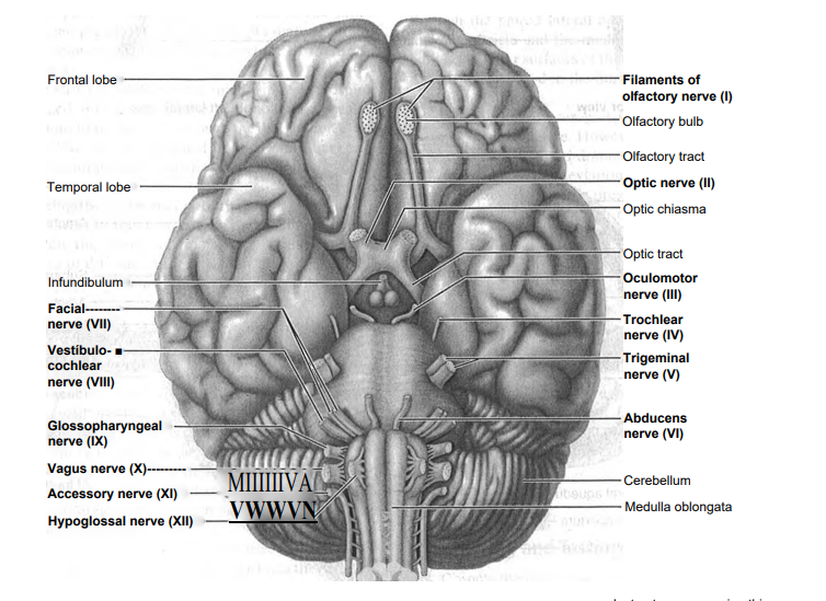 Solved Identifying and Testing the Cranial Nerves 1. Observe | Chegg.com