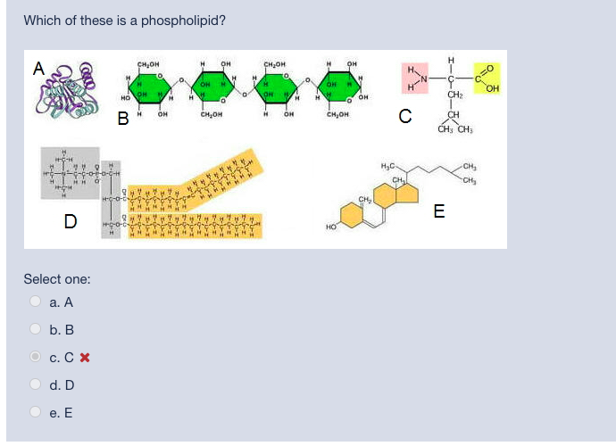 solved-which-of-these-is-a-phospholipid-a-chegg