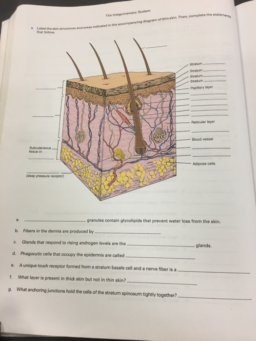 Solved The Integumentary System in the accompanying diagram | Chegg.com