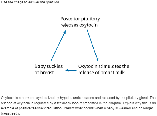 oxytocin feedback loop diagram