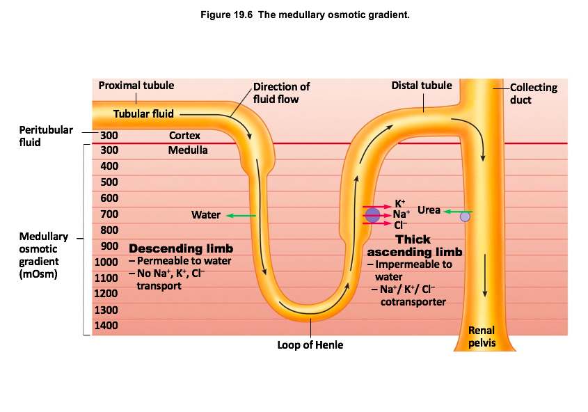 Medullary