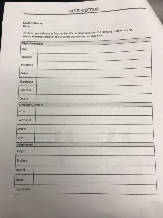 Solved RAT DISSECTION Student Name Name of Group Members