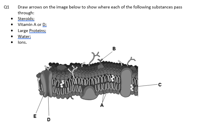 Solved Draw arrows on the image below to show where each of | Chegg.com