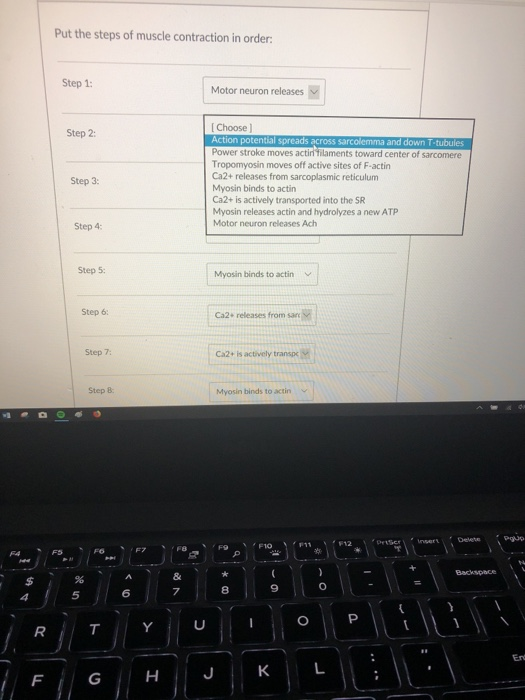 Solved Put the steps of muscle contraction in order: Step 1: | Chegg.com